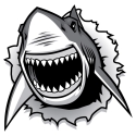 Requin 4